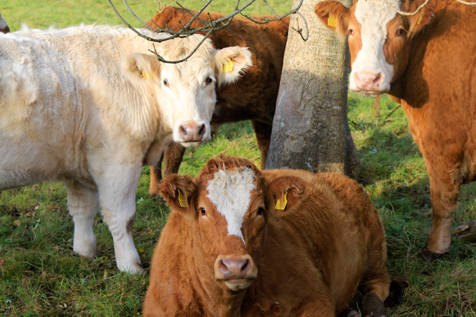 Cute cows on a field in Ireland I @SatuVW I Destination Unknown Cute cows on a field in Ireland I @SatuVW I Destination Unknown