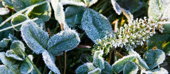 Frosty grass in the autumn I @SatuVW I Destination Unknown