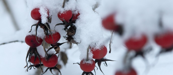 White Christmas in Norway