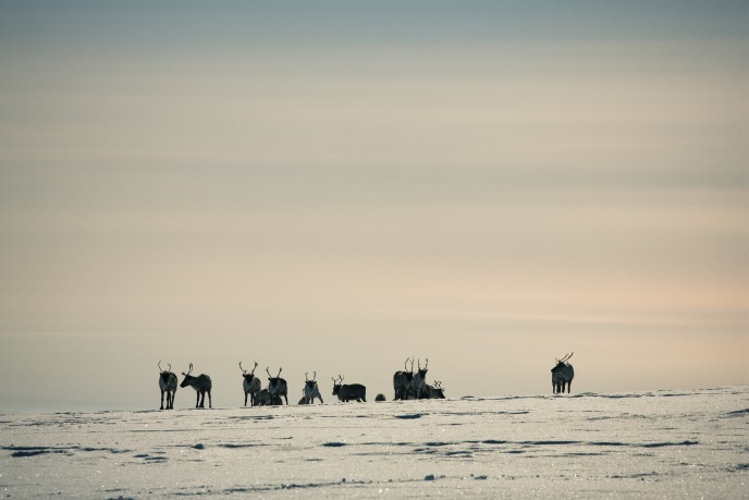 Reindeers in Kilpisjärvi in Finland I Visit Finland