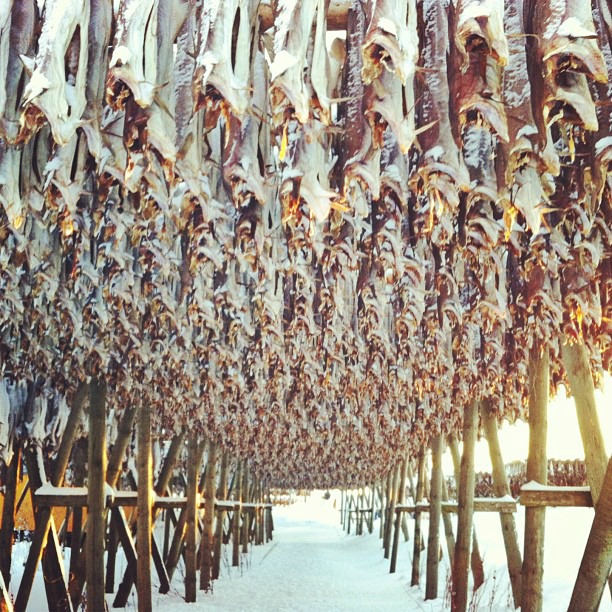 Drying fish in Norway via Instagram I @SatuVW I To Destination Unknown