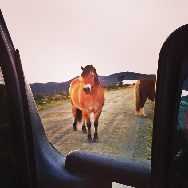 Horse on the road in Norway I @SatuVW I To Destination Unknown