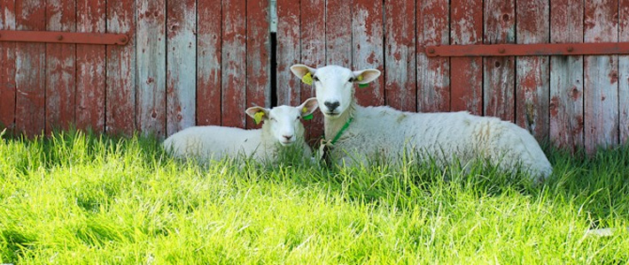 Sheep in the Norwegian Mountains Thumbnail I @SatuVW I Destination Unknown