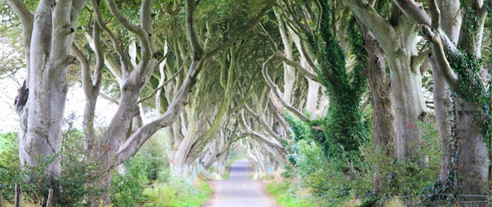 Dark Hedges in Northern Ireland I @SatuVW I Destination Unknown