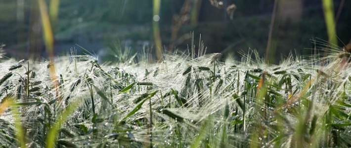 Field of gold in Lillehammer Norway, thumbnail I @SatuVW I Destination Unknown