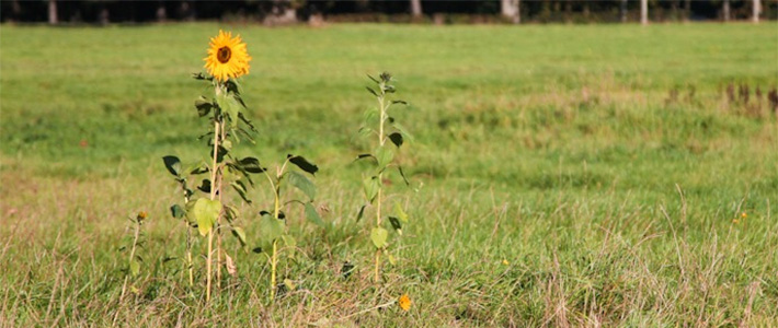 Phoenix Park in Dublin I @SatuVW I Destination Unknown